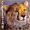 cheetahlg-vi.gif