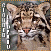 clouded_leopardlg-vi.gif