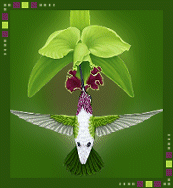 hummingbird334422.gif