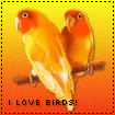 ilovebirdsblink.gif
