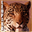 leopardlg-vi.gif